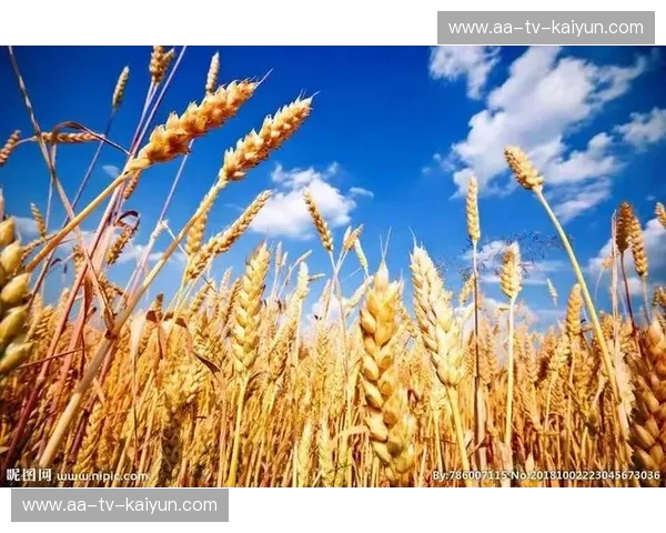 红白图腾与金黄麦浪：一场关于热血与归宿的灵魂对峙